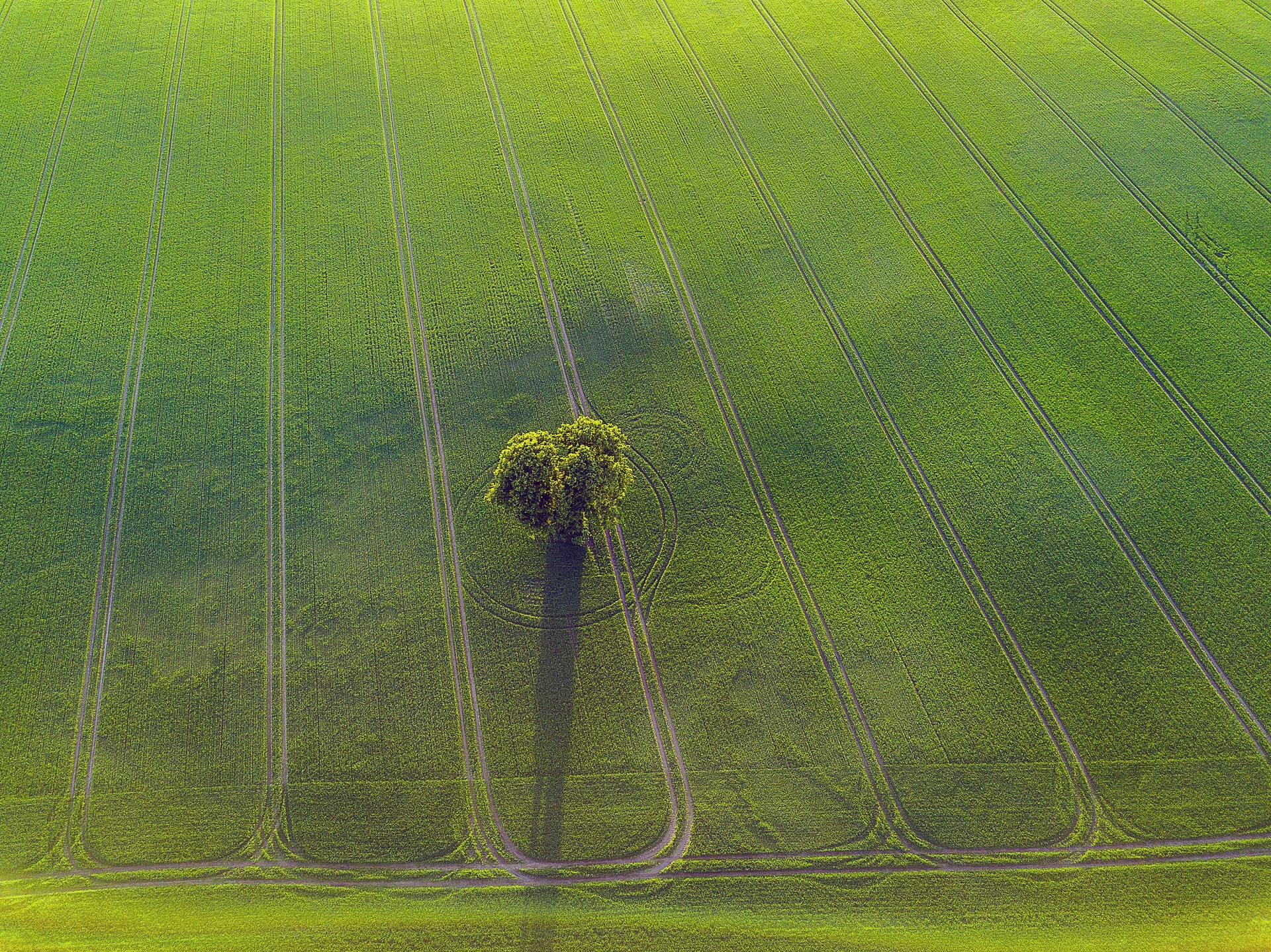 High Angle View Of Tree On Green Landscape